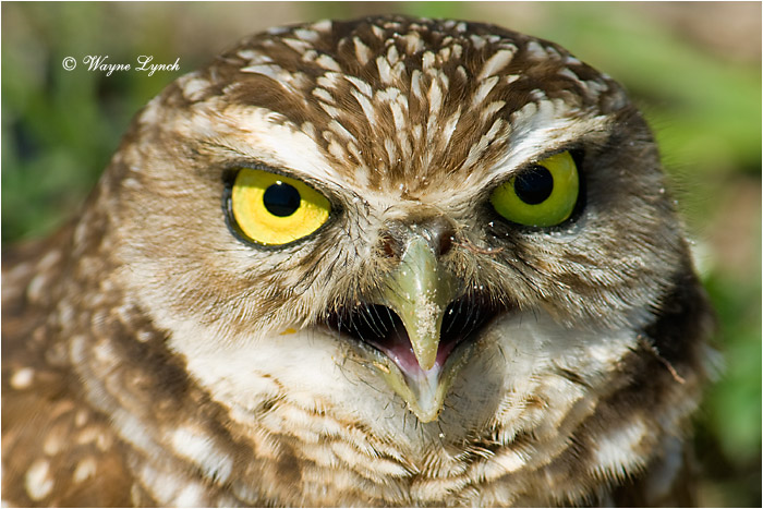 Florida Burrowing Owl 120 by Dr. Wayne Lynch &copy;